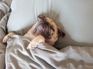pug dog breed