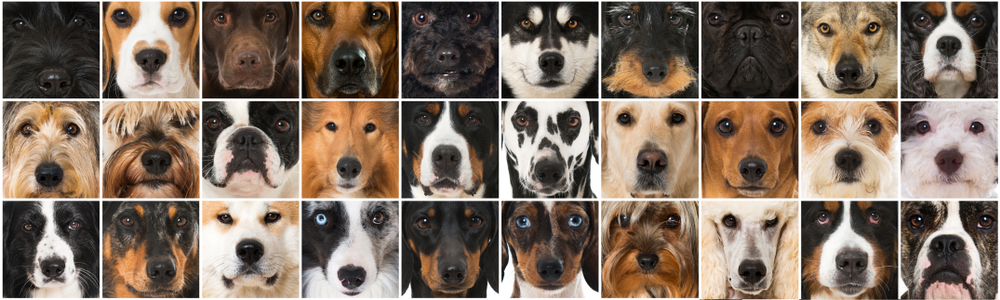 How to Choose the Right Dog Breed