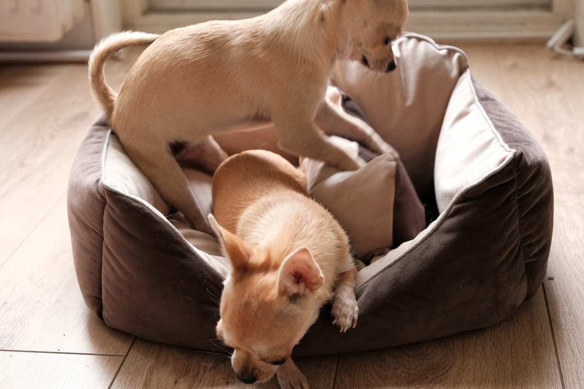 why do dogs scratch at their beds