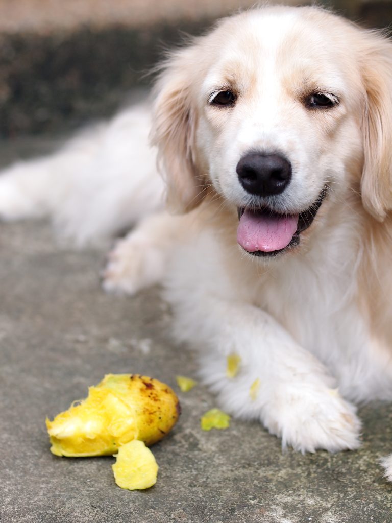 Can dogs eat mango