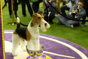 Westminster Dog Show