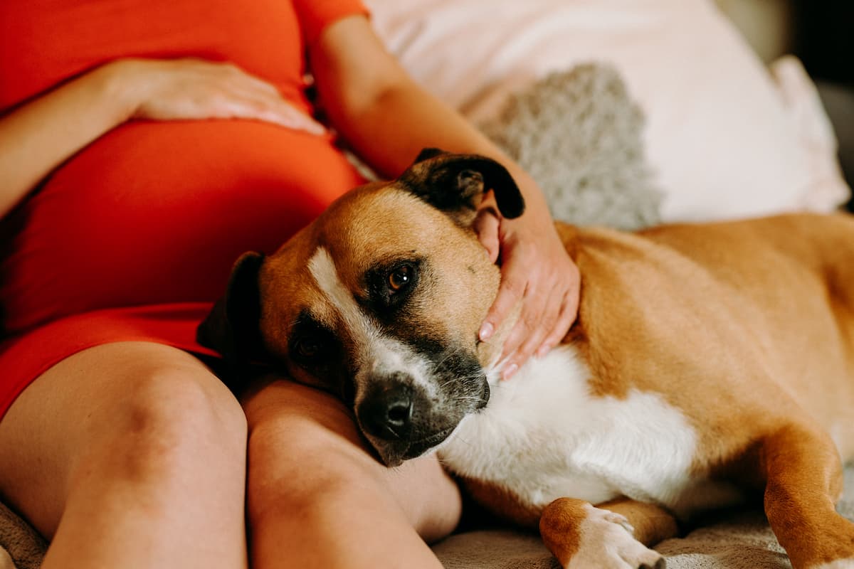 Can dogs sense pregnancy?