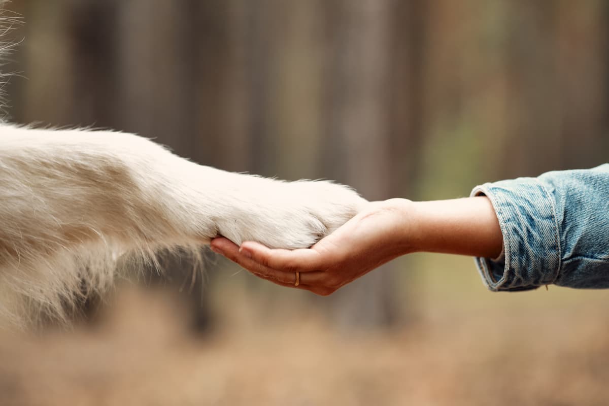 fostering a dog