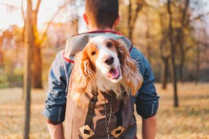 Best Dog Backpacks