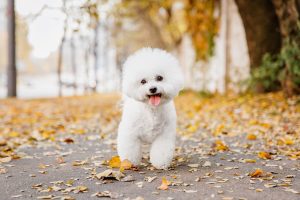 Dog Breed Corner: Bichon Frise
