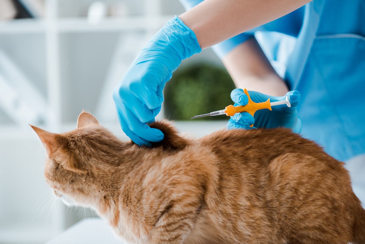 microchipping near me