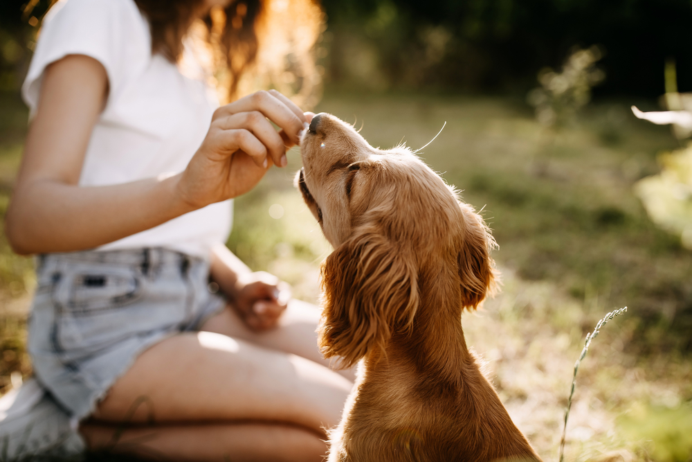 dog training