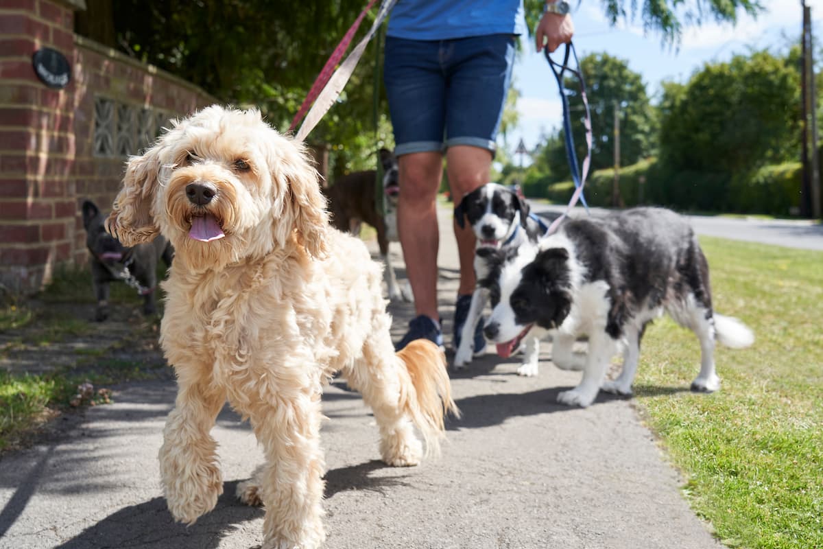arousal levels in dogs