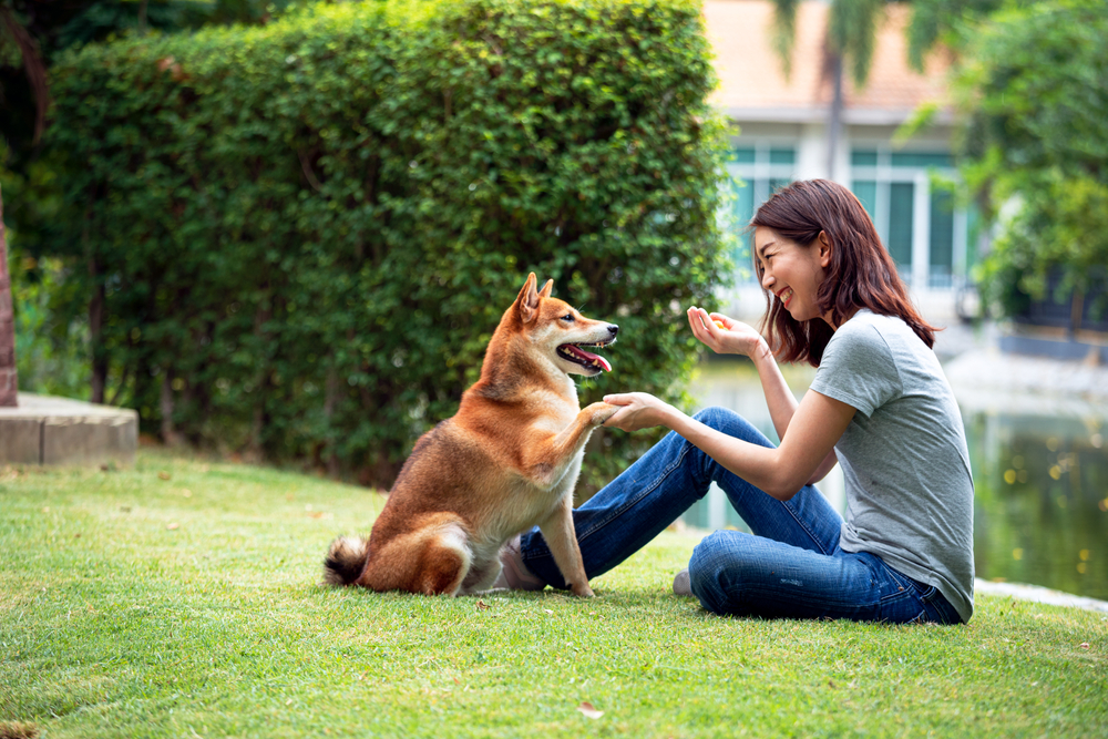Dog Handshake