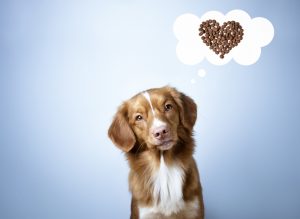 Improve Your Dog's Kibble