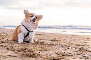 Australia's Top Dog-Friendly Beaches