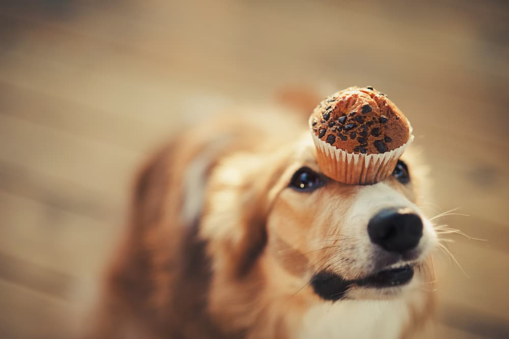 Why Is Chocolate Toxic To Dogs?