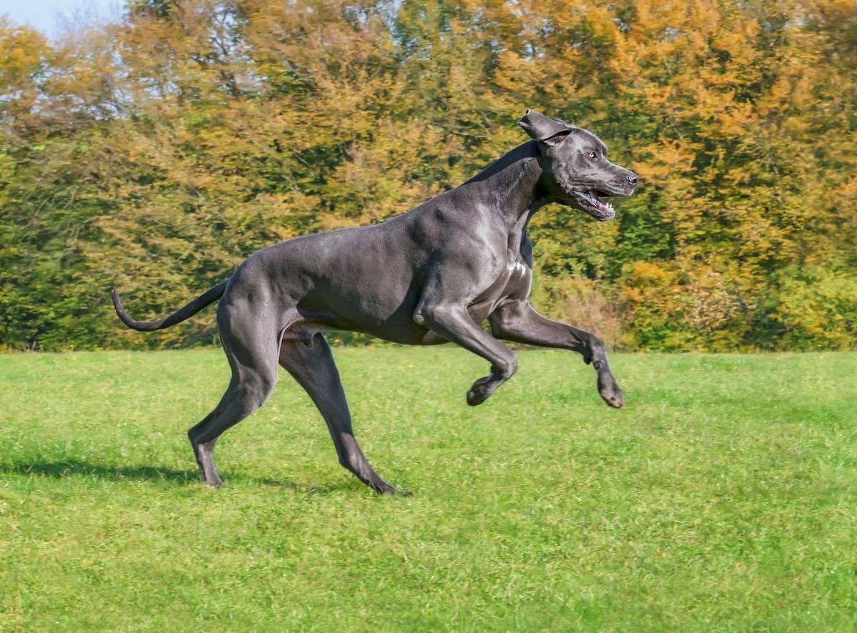 preventing or managing arthritis in dogs