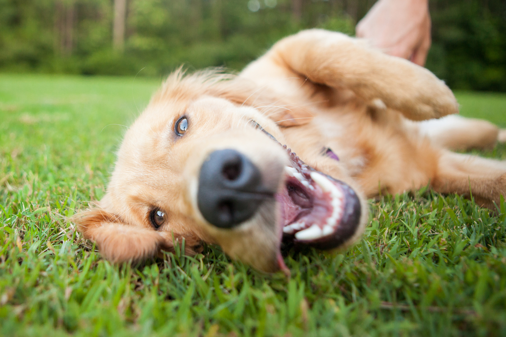 Easy Dog Tricks Roll Over
