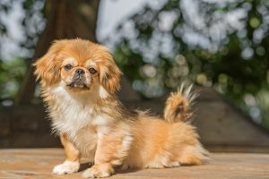 Pekingese dog breed