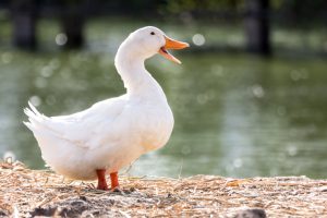 What Do Ducks Eat?