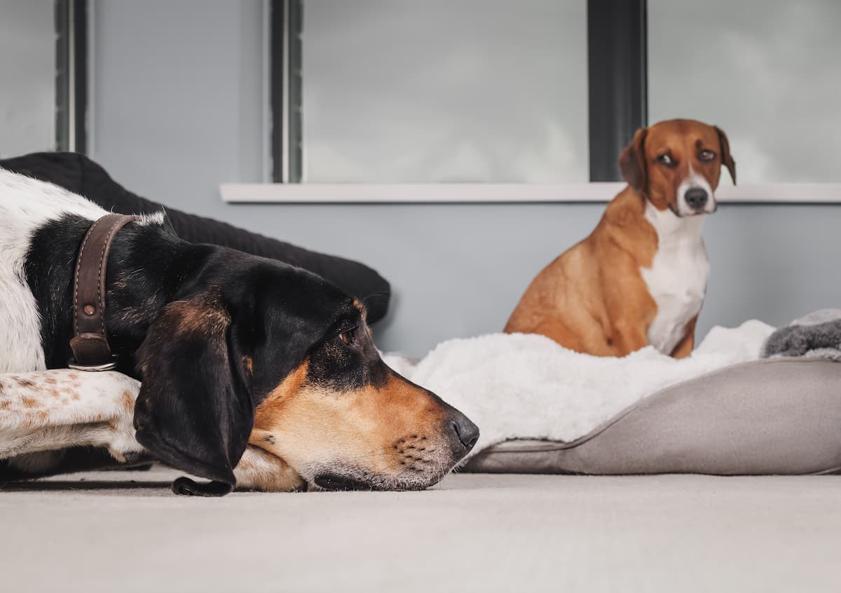do dogs get jealous?