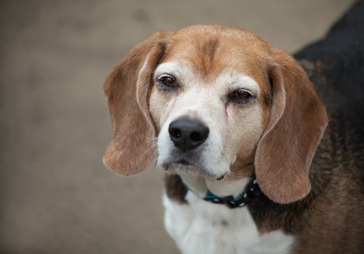 do dogs hold a grudge?
