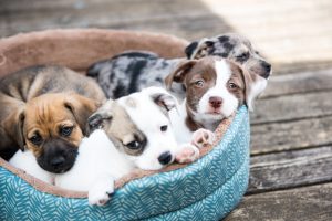 Littermate Syndrome