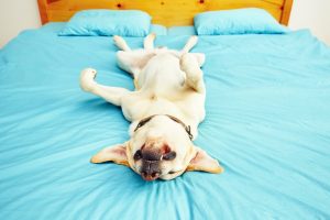 Do Labradors shed