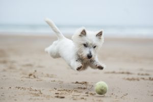 Dog-Friendly Beaches