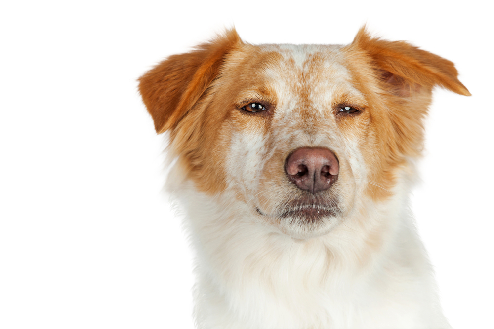 We ask the question, 'Do dogs get jealous?'