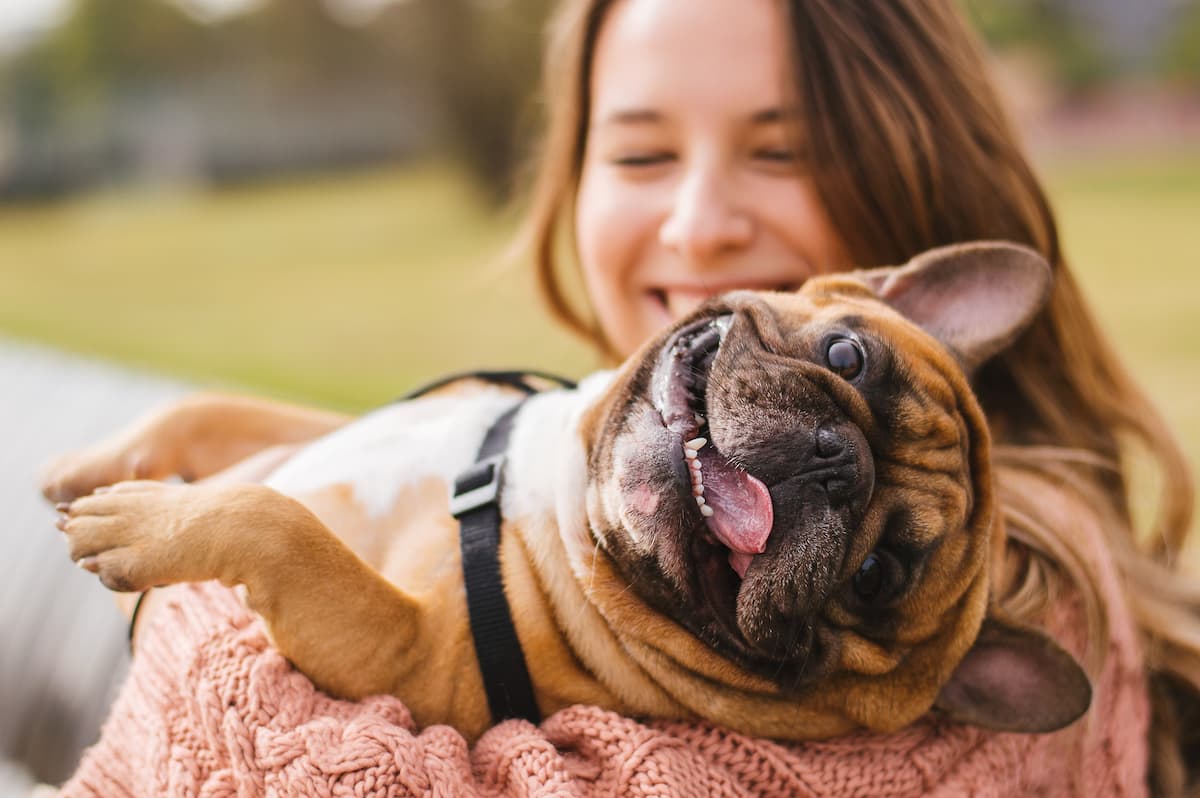 foster a dog
