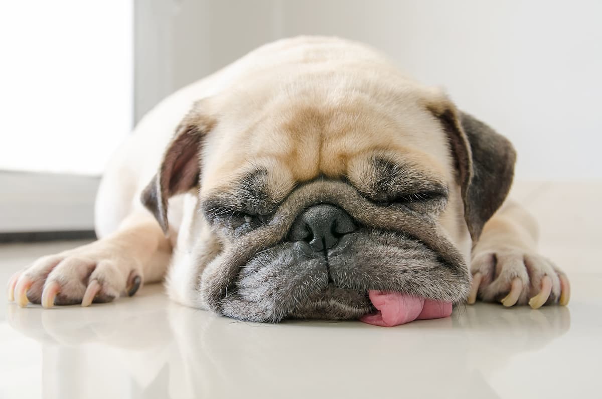 low energy dog breeds