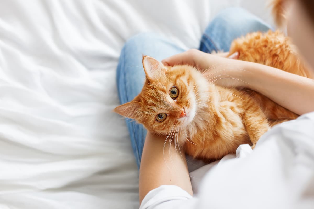 How do cats show affection