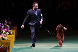 Westminster Dog Show