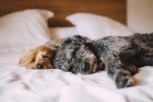 How to help a dog sleep at night