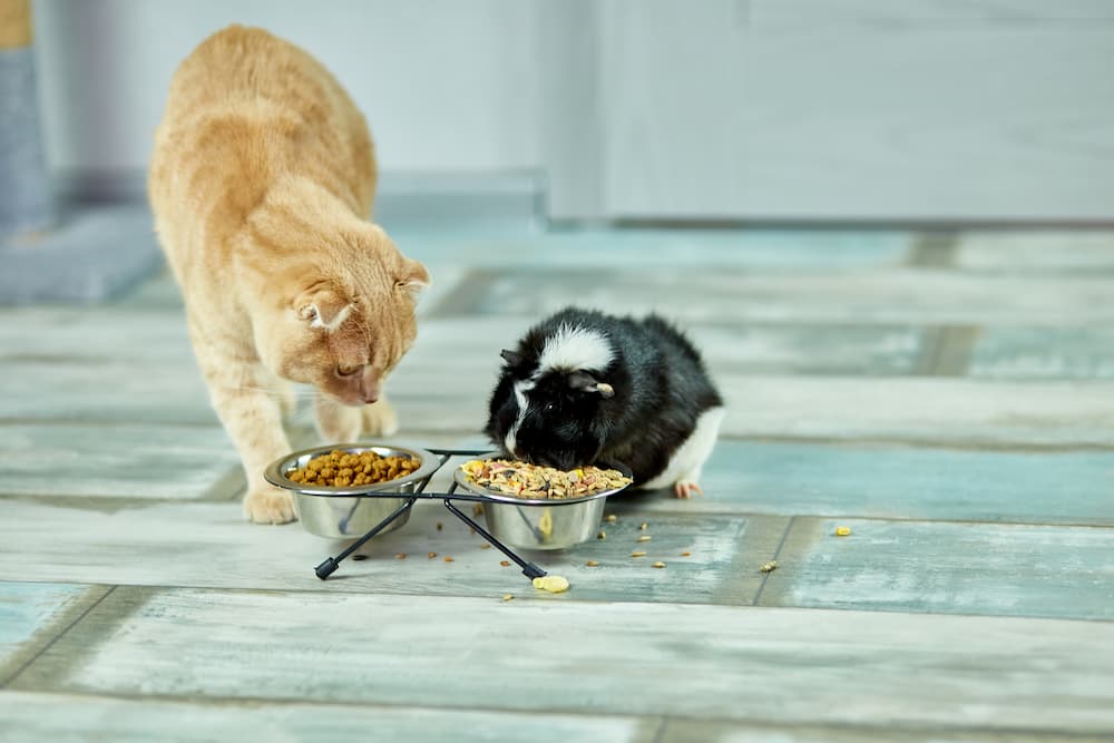 Care guide for guinea pig Owners