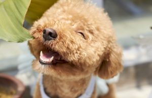 Top Hypoallergenic Dog Breeds