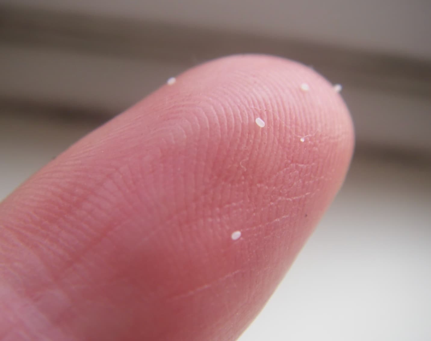 dog flea eggs