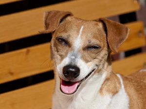 Why Do Dogs Eat Their Own Poop?