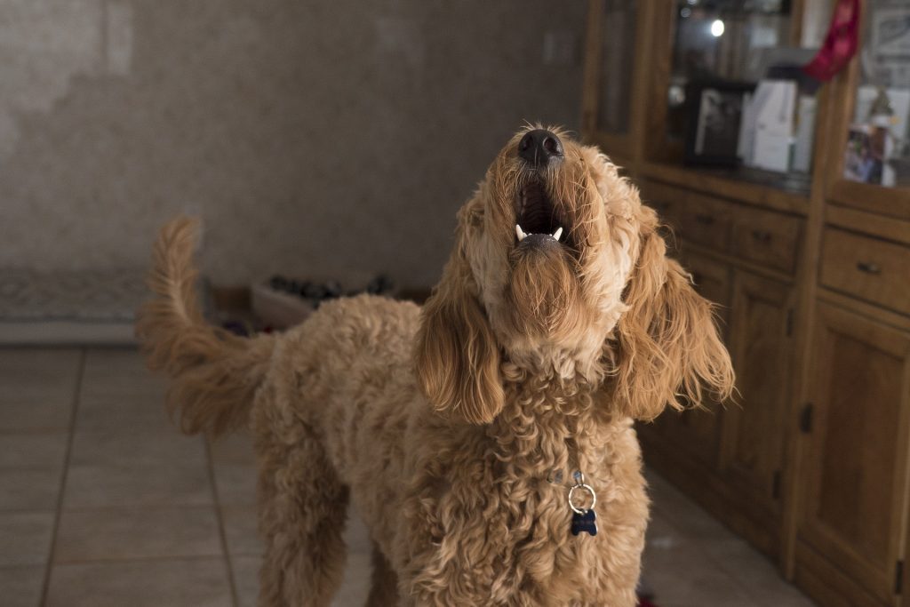 Why Does My Dog Bark at Nothing?