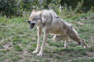 Before they evolved into dogs, wolves were certainly not man's best friend.