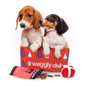 Waggly Christmas themed boxes