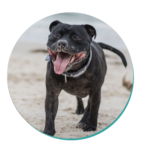 American Staffordshire Terrier