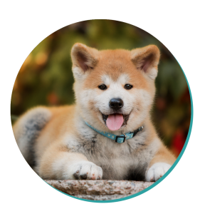 Akita Dog Breed