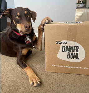 Arlo the Dobermann