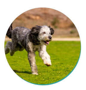 Dog Breeds Aussiedoodle