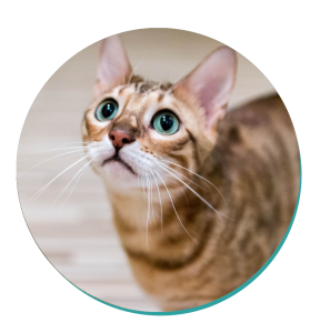 Cat Breeds Bengal Cat
