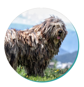 Bergamasco Shepherd