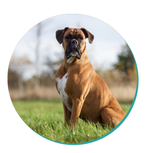 Boxer