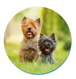 Cairn Terrier