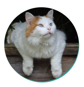 Cat Breed Corner Turkish Van