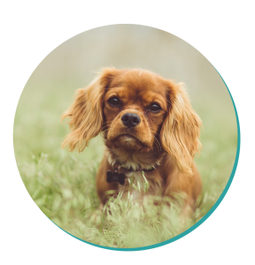 Cavalier King Charles Spaniel