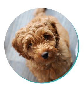 cavoodle