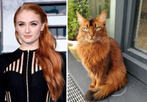Celebs and Cats Who Look Alike